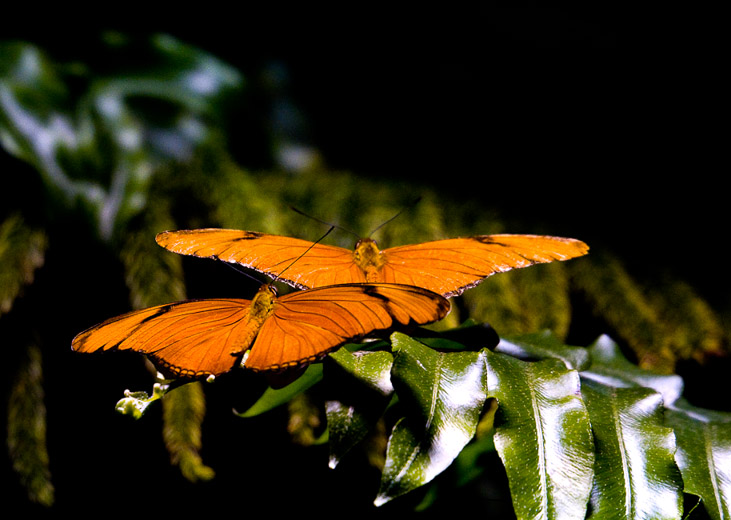 Wings and Leaves